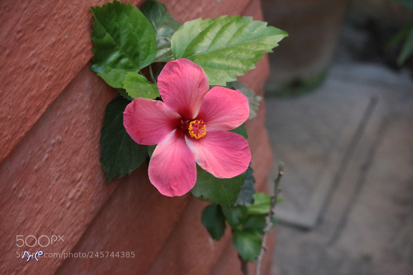 Canon EOS M10 sample photo. Flower hibiscus photography