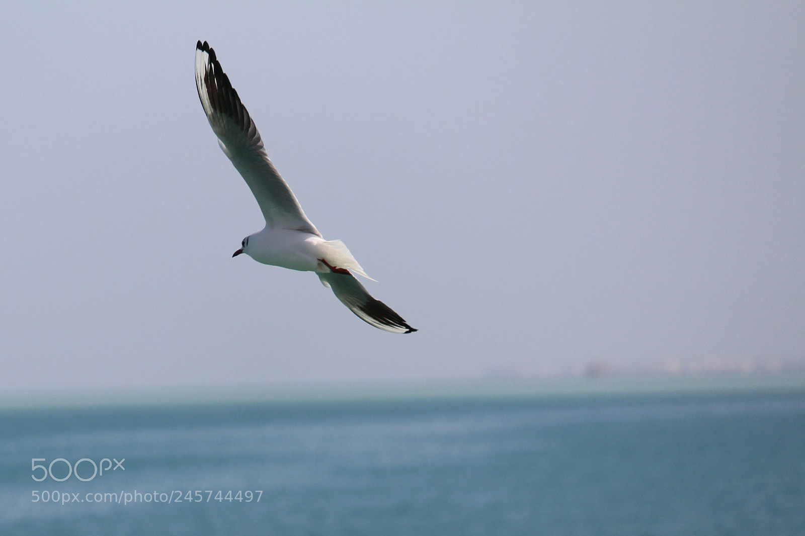 Canon EOS 700D (EOS Rebel T5i / EOS Kiss X7i) sample photo. Spreading wings photography