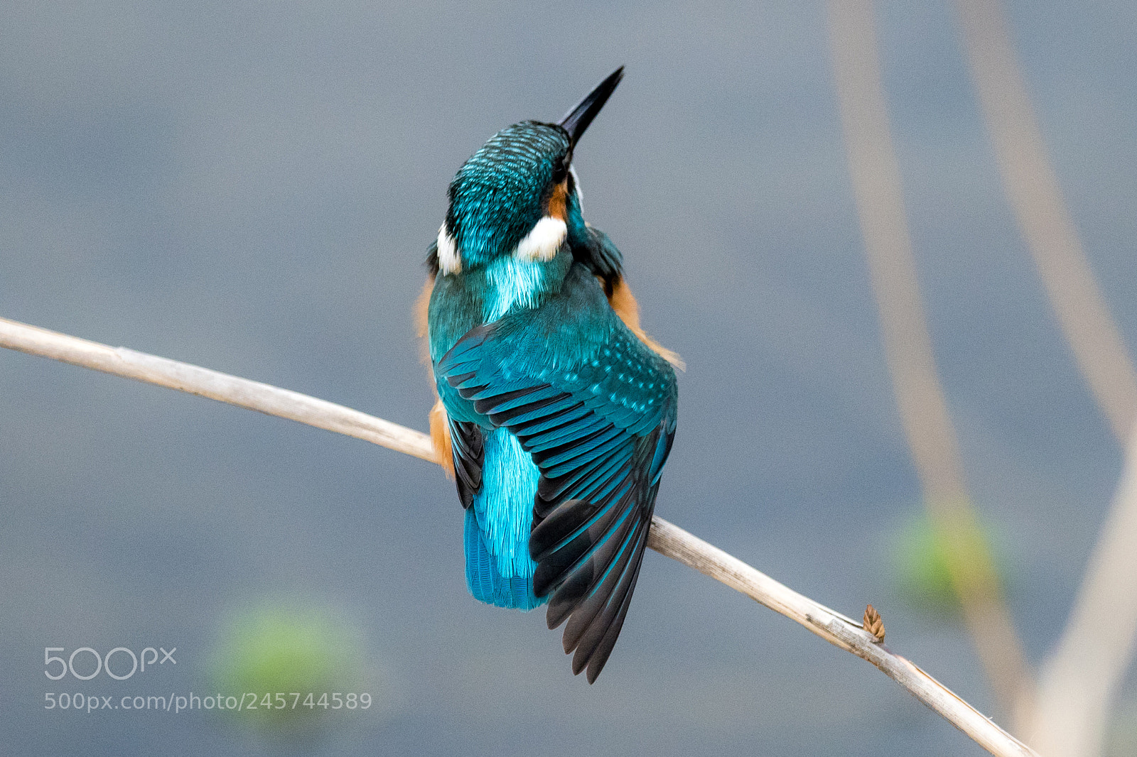 Nikon D500 sample photo. Blue wing photography