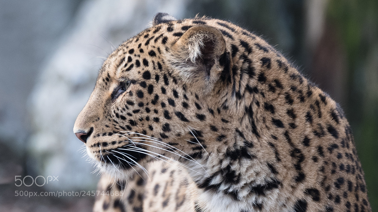 Fujifilm GFX 50S sample photo. Leopard photography