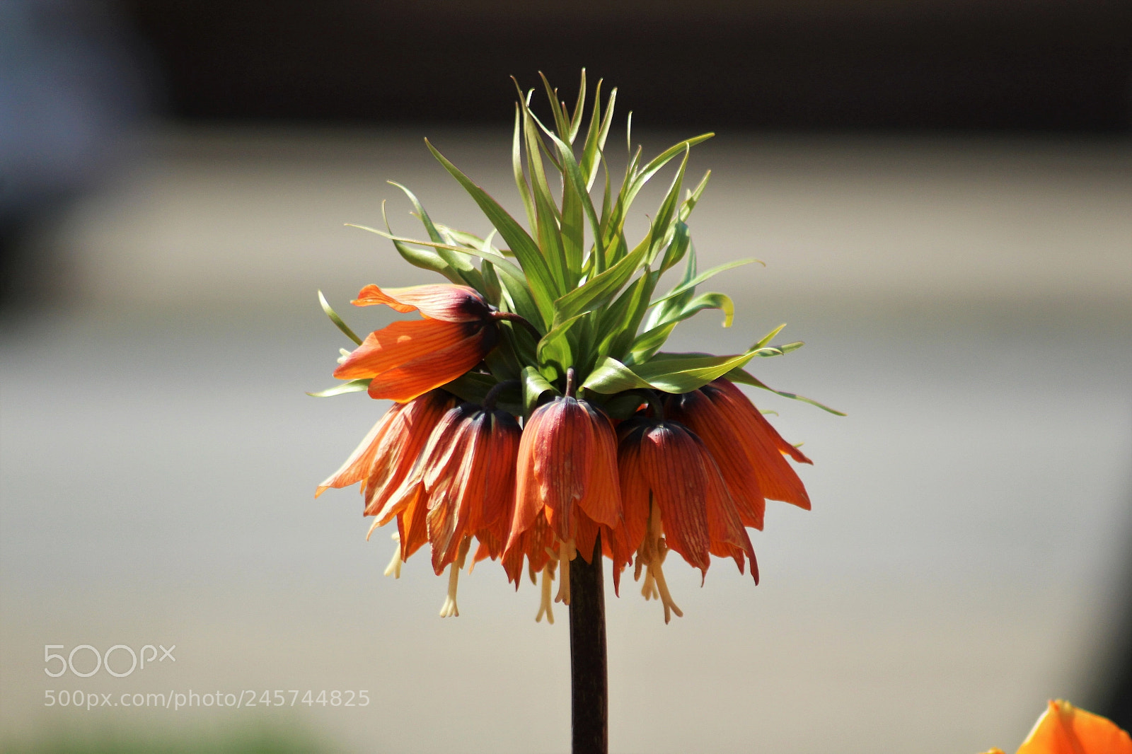 Canon EOS 1300D (EOS Rebel T6 / EOS Kiss X80) sample photo. Flower photography