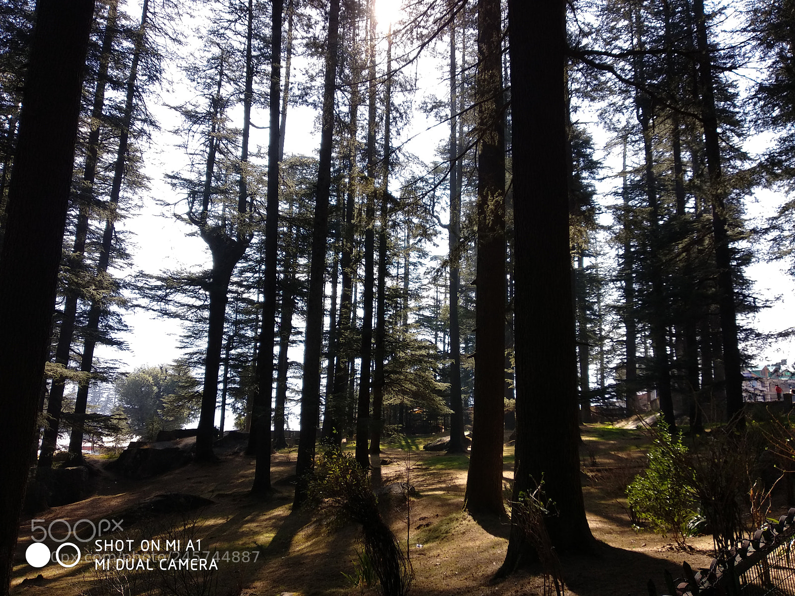 Xiaomi Mi A1 sample photo. Woods do the talking photography