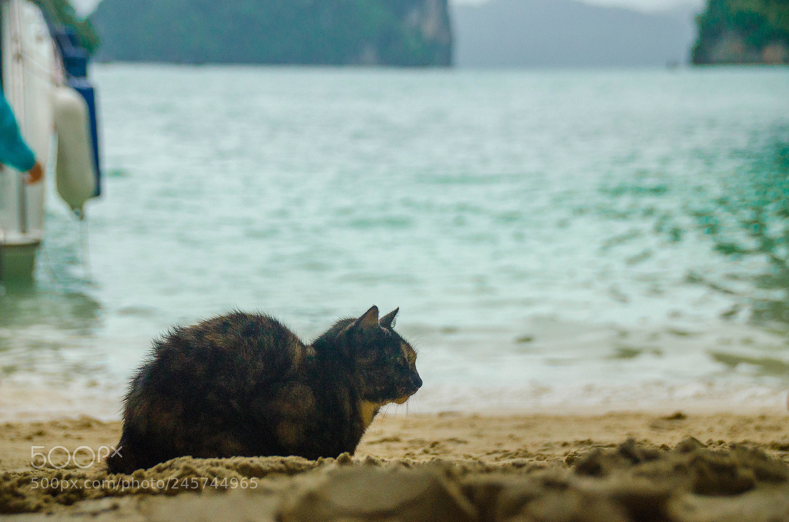 Nikon D5100 sample photo. Sea kitty photography