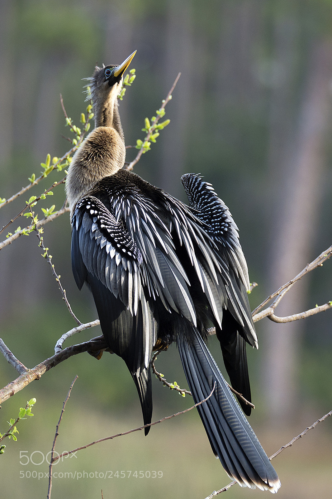 Olympus OM-D E-M1 Mark II sample photo. Anhinga resting photography