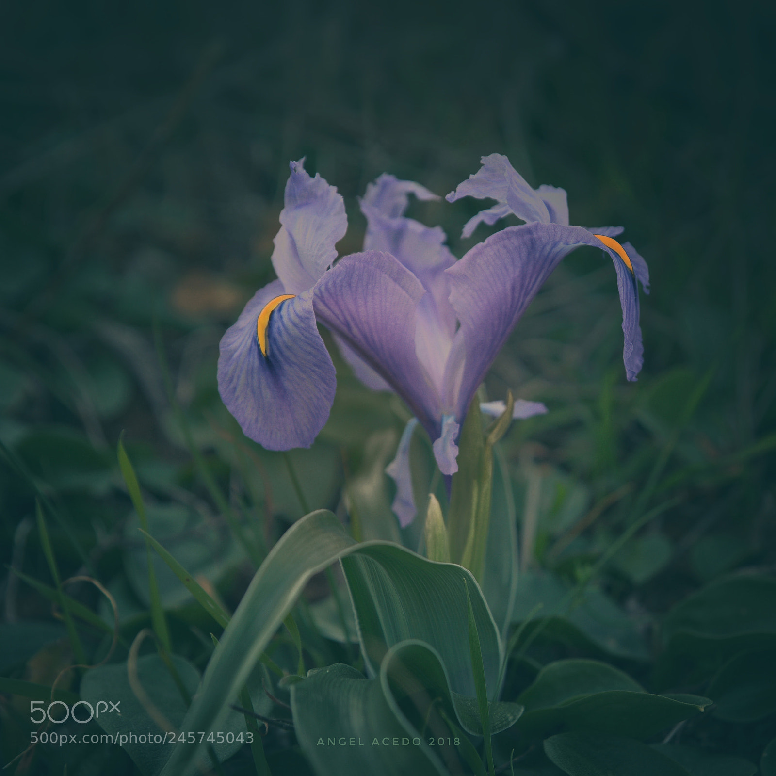 Nikon D7100 sample photo. Winter iris photography