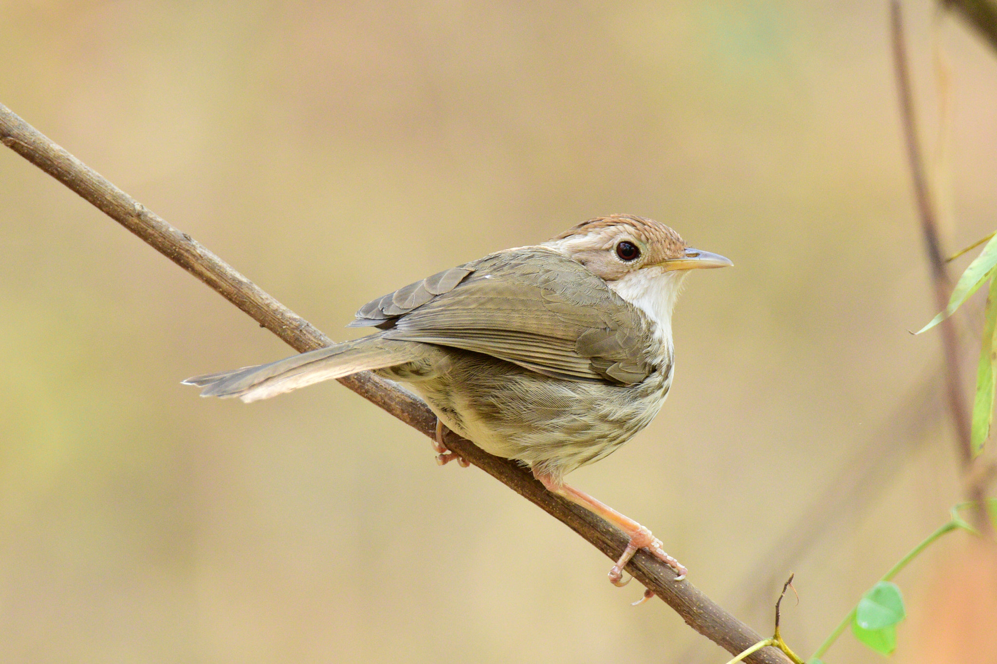 Nikon D810 sample photo. Puff throated babbler photography