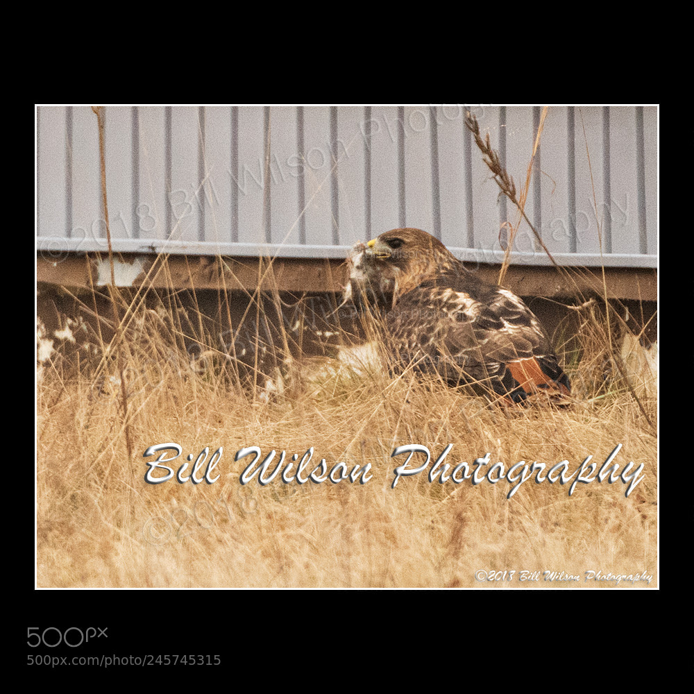 Nikon D500 sample photo. Red tailed hawk with photography