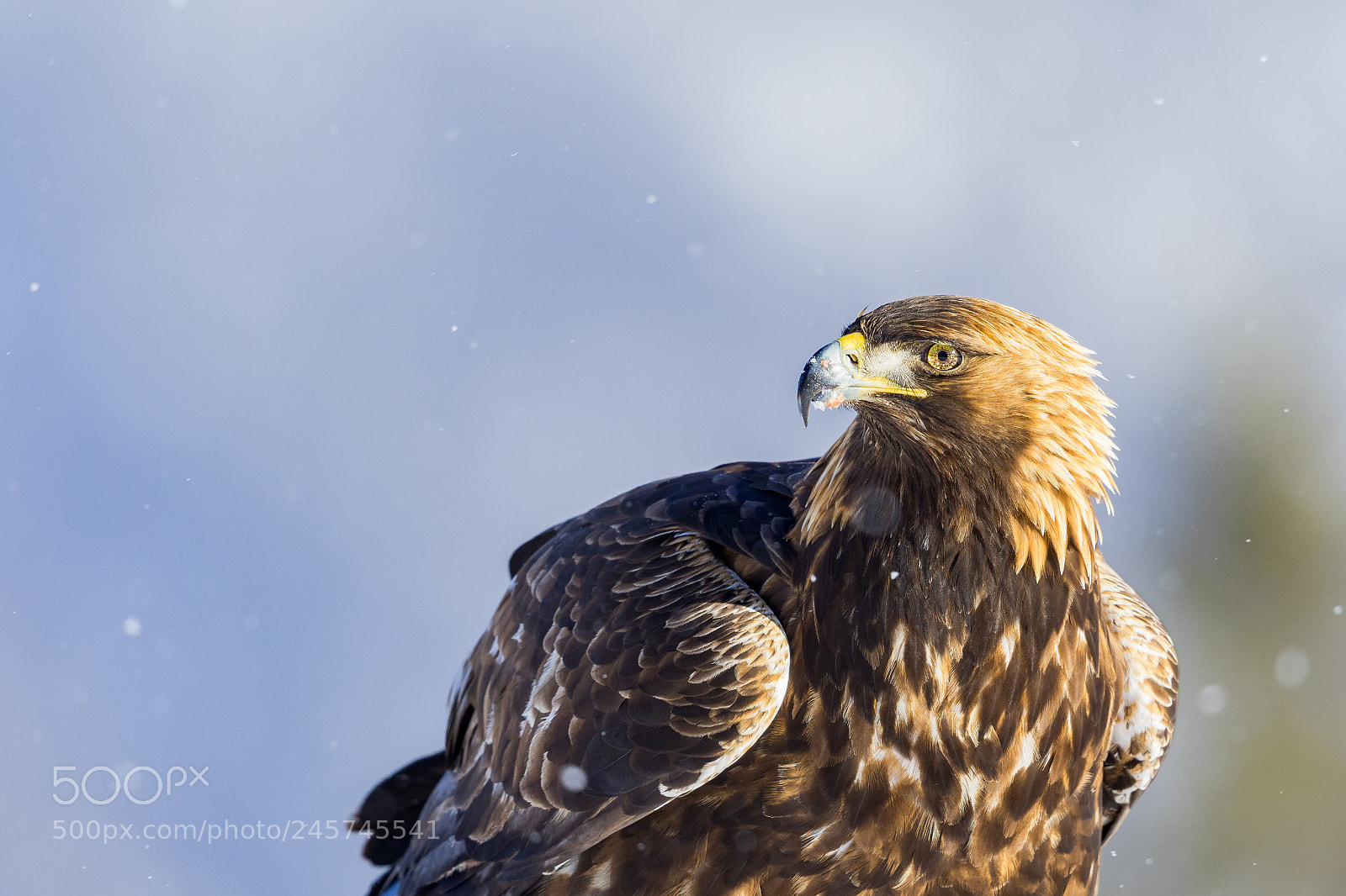 Canon EOS 7D Mark II sample photo. Golden eagle photography