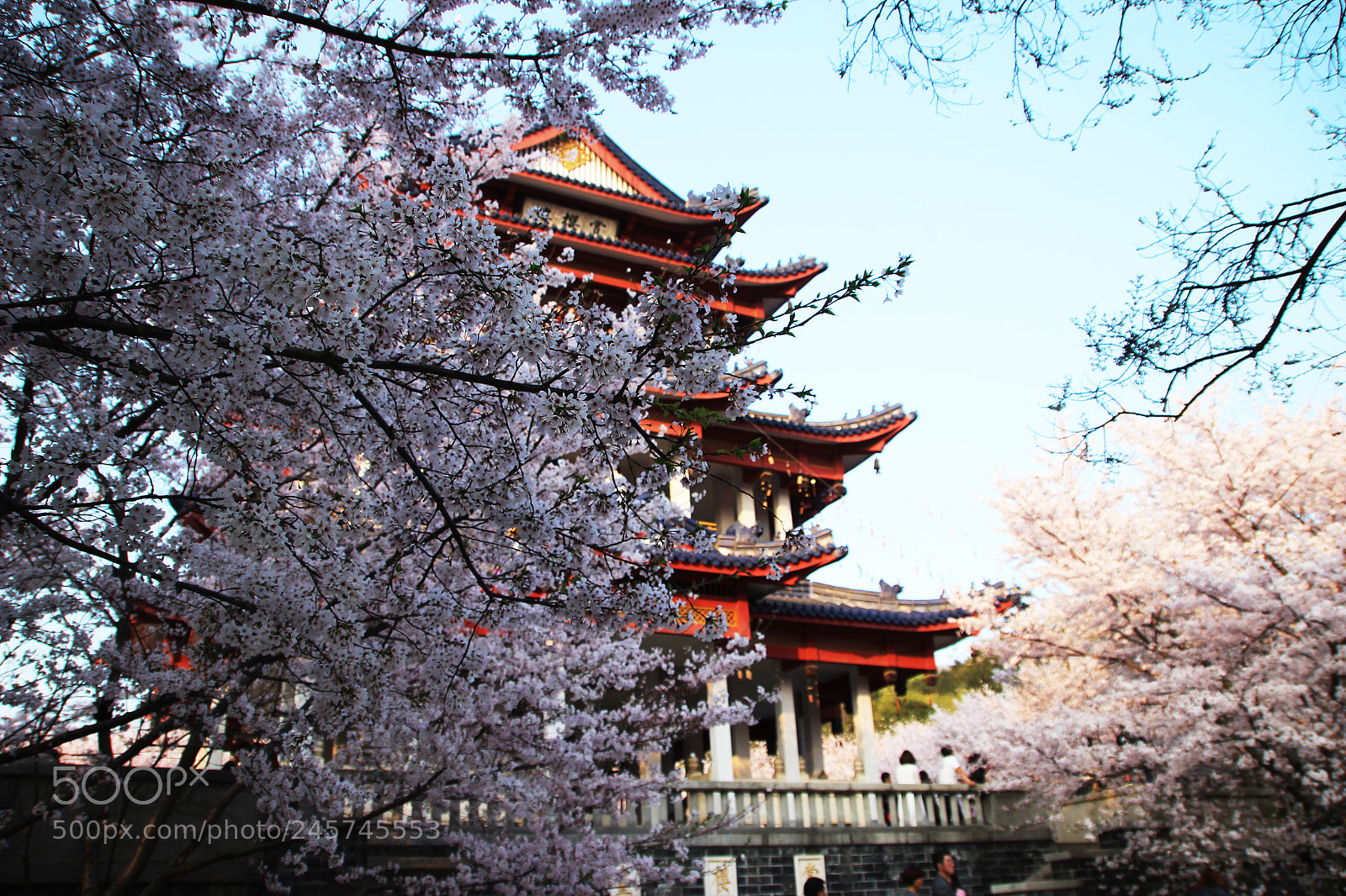 Canon EOS 600D (Rebel EOS T3i / EOS Kiss X5) sample photo. Sakura in wuxi photography
