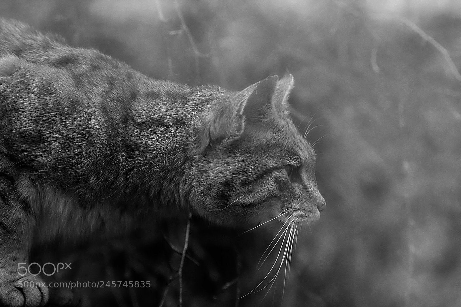 Nikon D500 sample photo. Кошка photography
