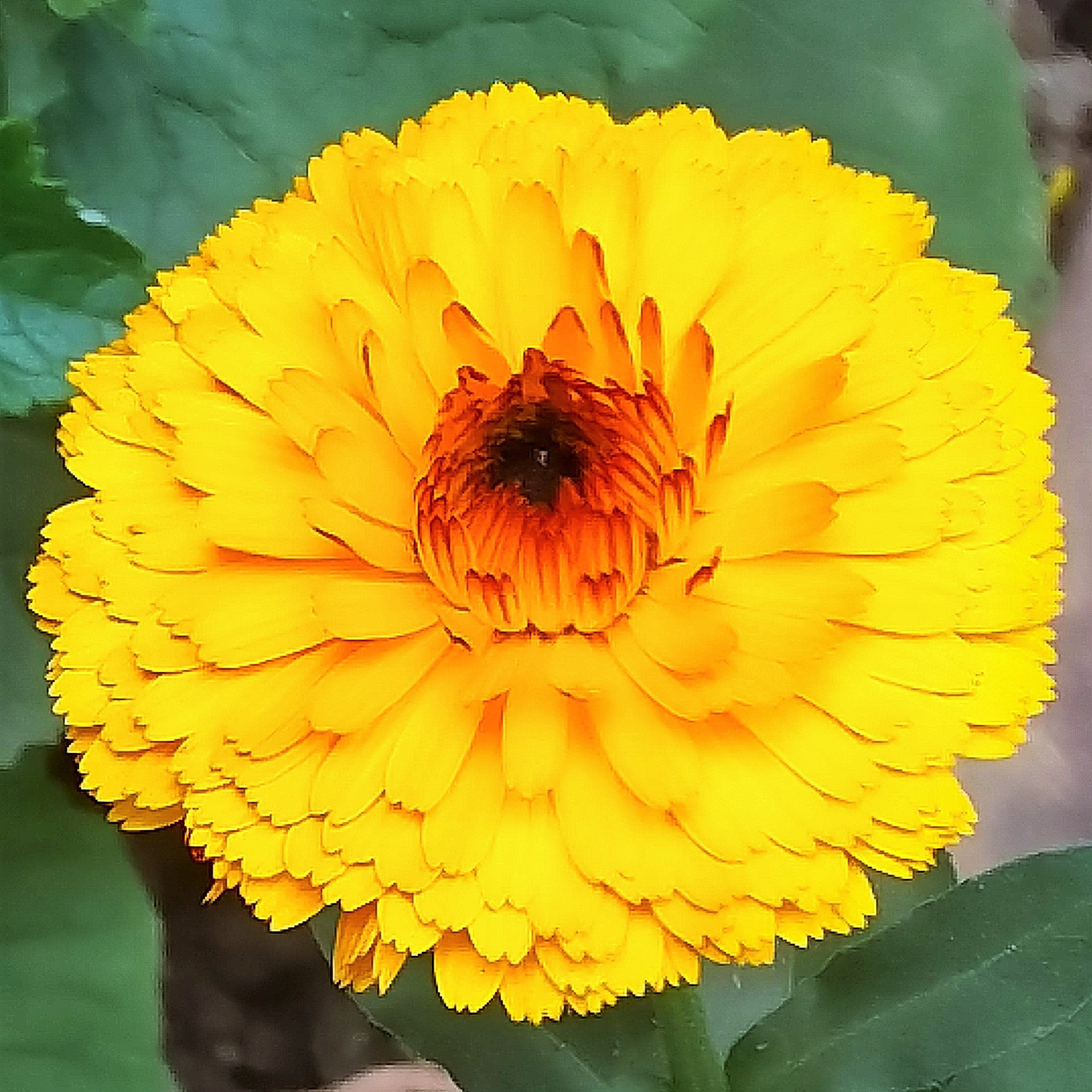 OnePlus 2 sample photo. Flower photography