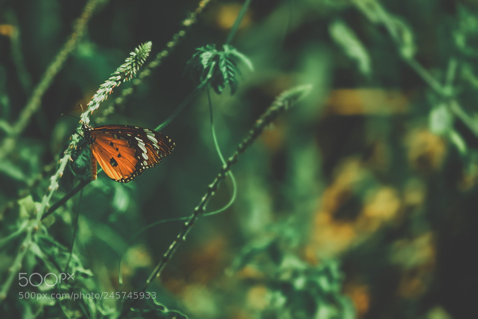 Canon EOS 700D (EOS Rebel T5i / EOS Kiss X7i) sample photo. Butterfly photography
