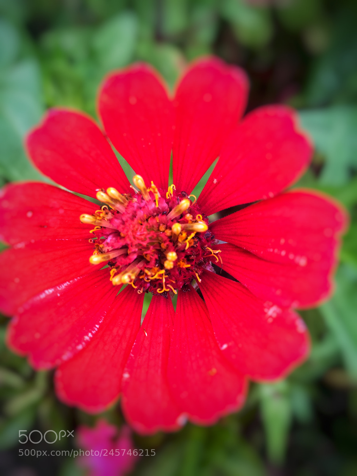 Apple iPhone 6 sample photo. Untitled photography