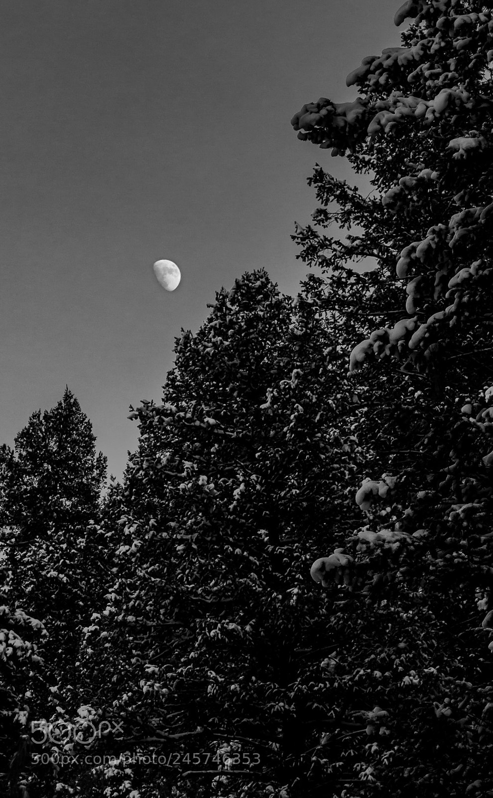 Canon EOS 1200D (EOS Rebel T5 / EOS Kiss X70 / EOS Hi) sample photo. Moon above the trees photography