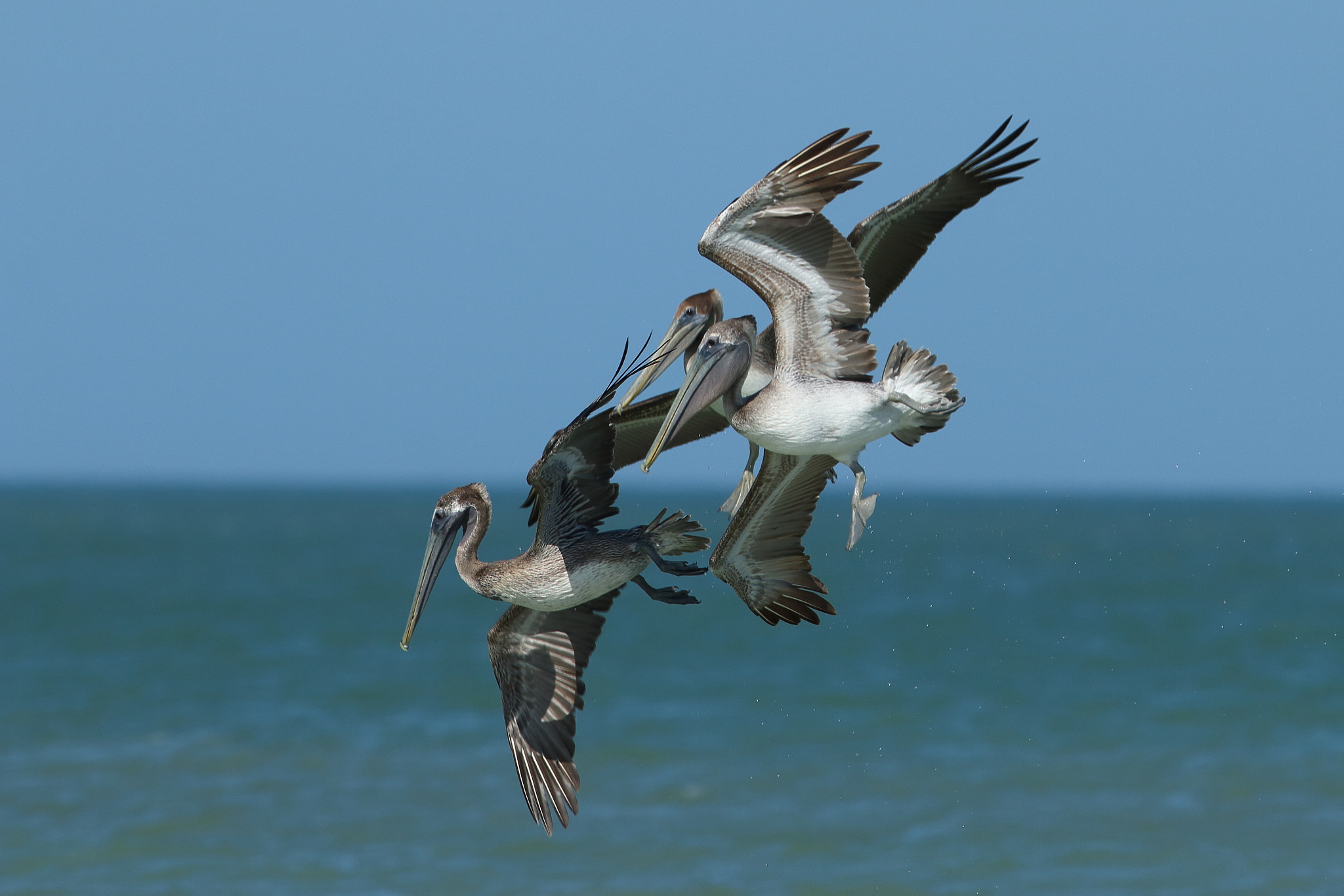 Canon EF 300mm F2.8L IS USM sample photo. Brown pelican (pelecanus occidentalis photography