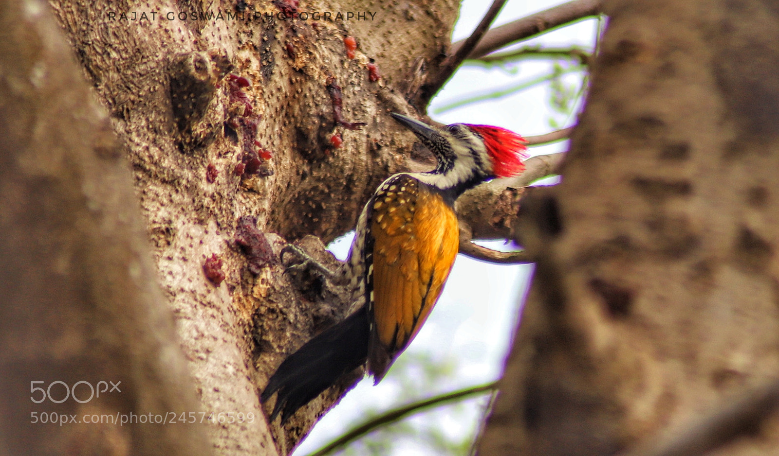 Canon EOS 6D Mark II sample photo. Woodpecker photography