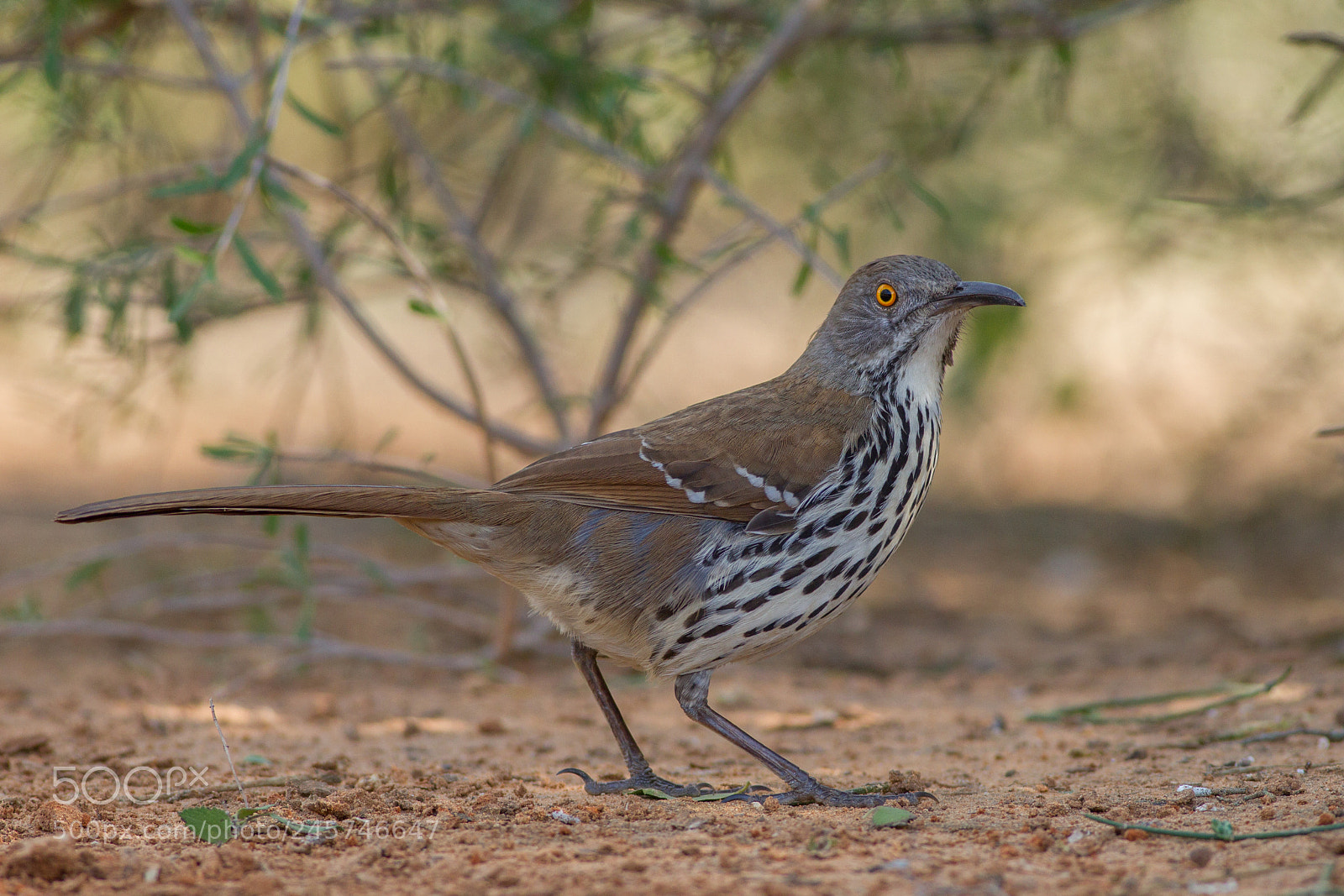 Canon EOS-1D Mark IV sample photo. Long billed thrasher photography