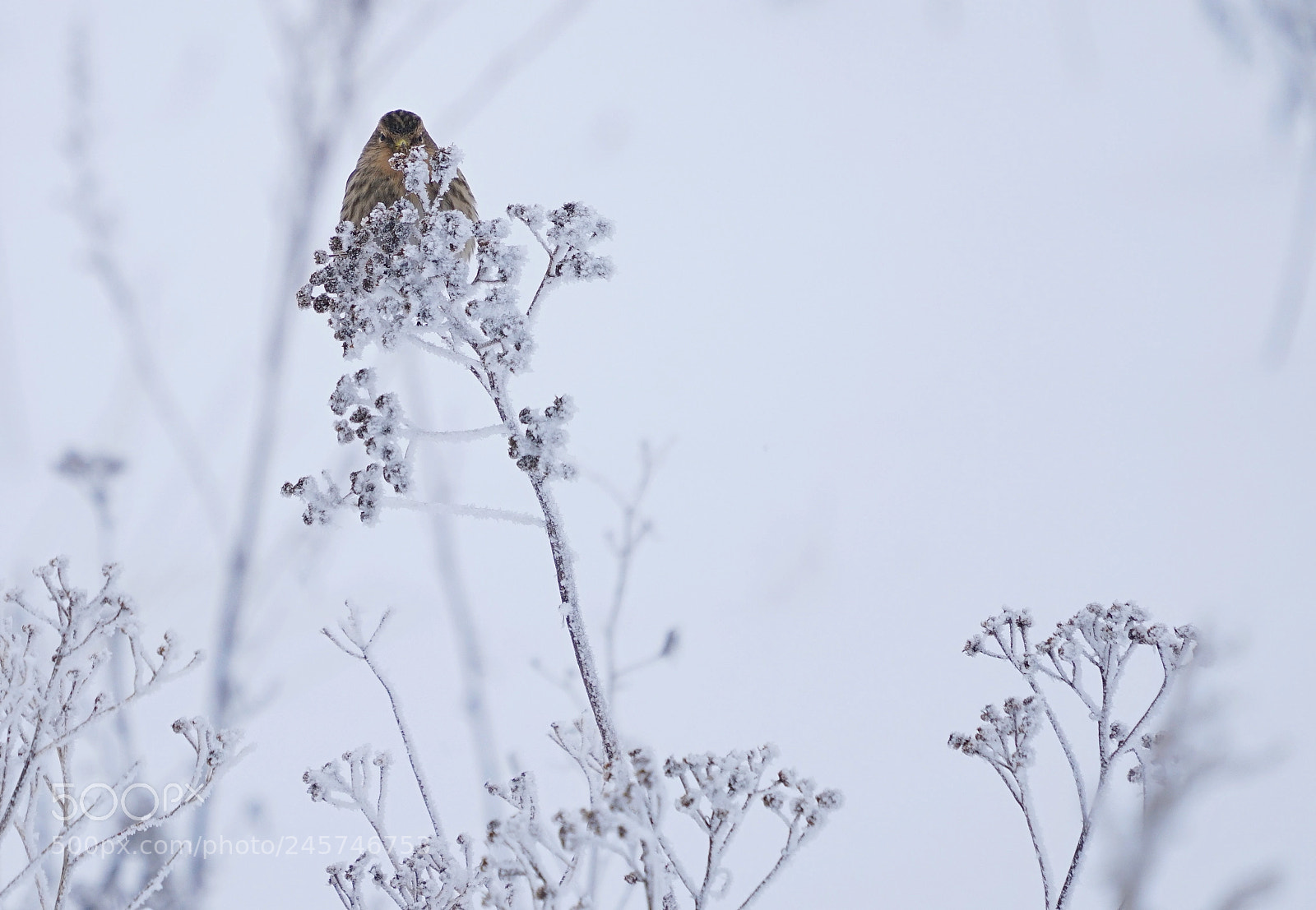 Sony a7R II sample photo. Hiding photography