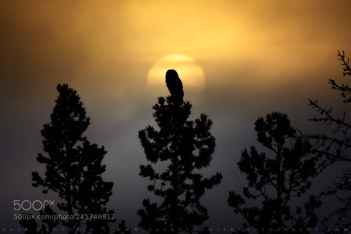 Nikon D500 sample photo. Dreamcatcher photography
