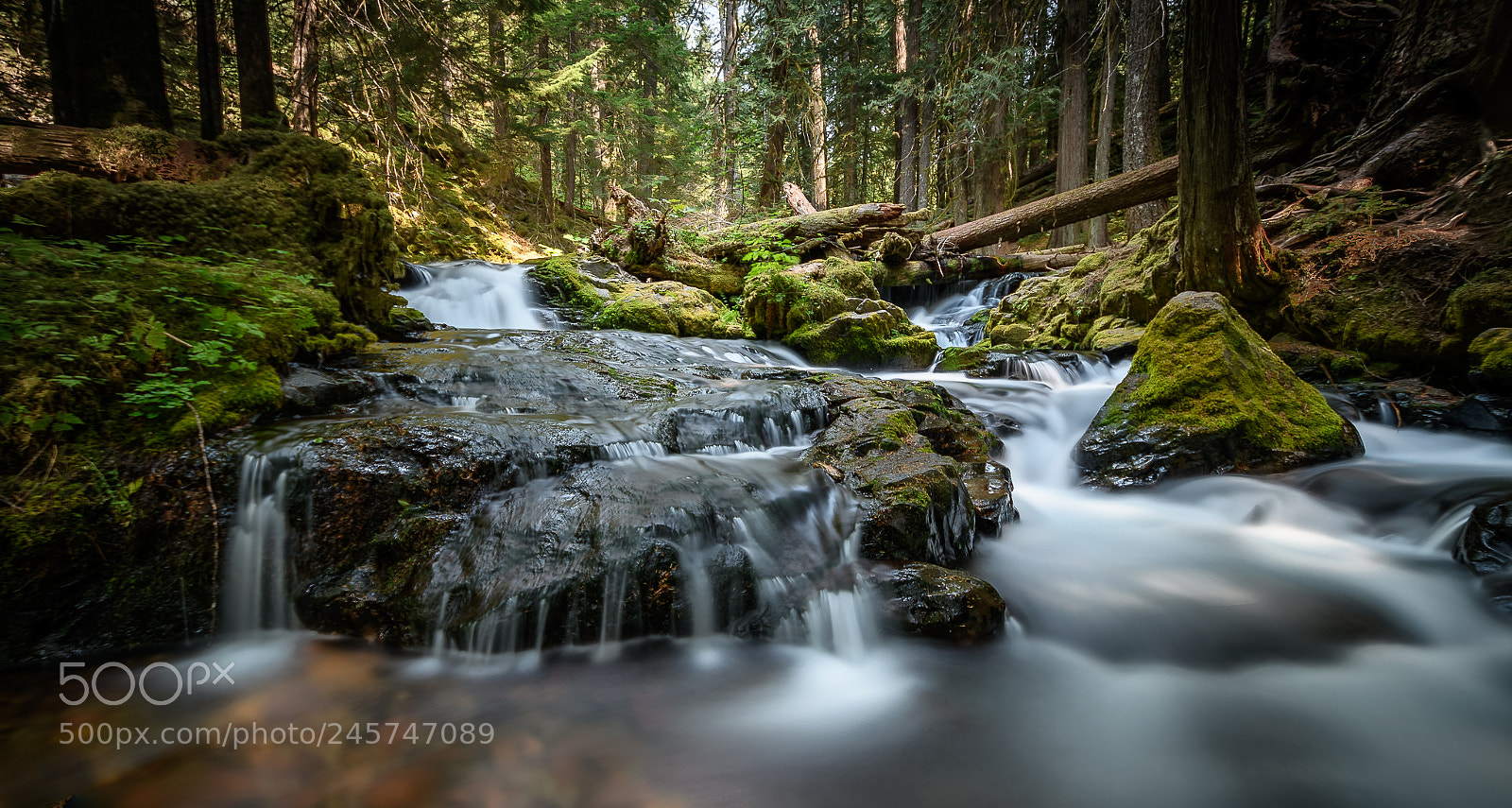 Nikon D7500 sample photo. Panther creek photography