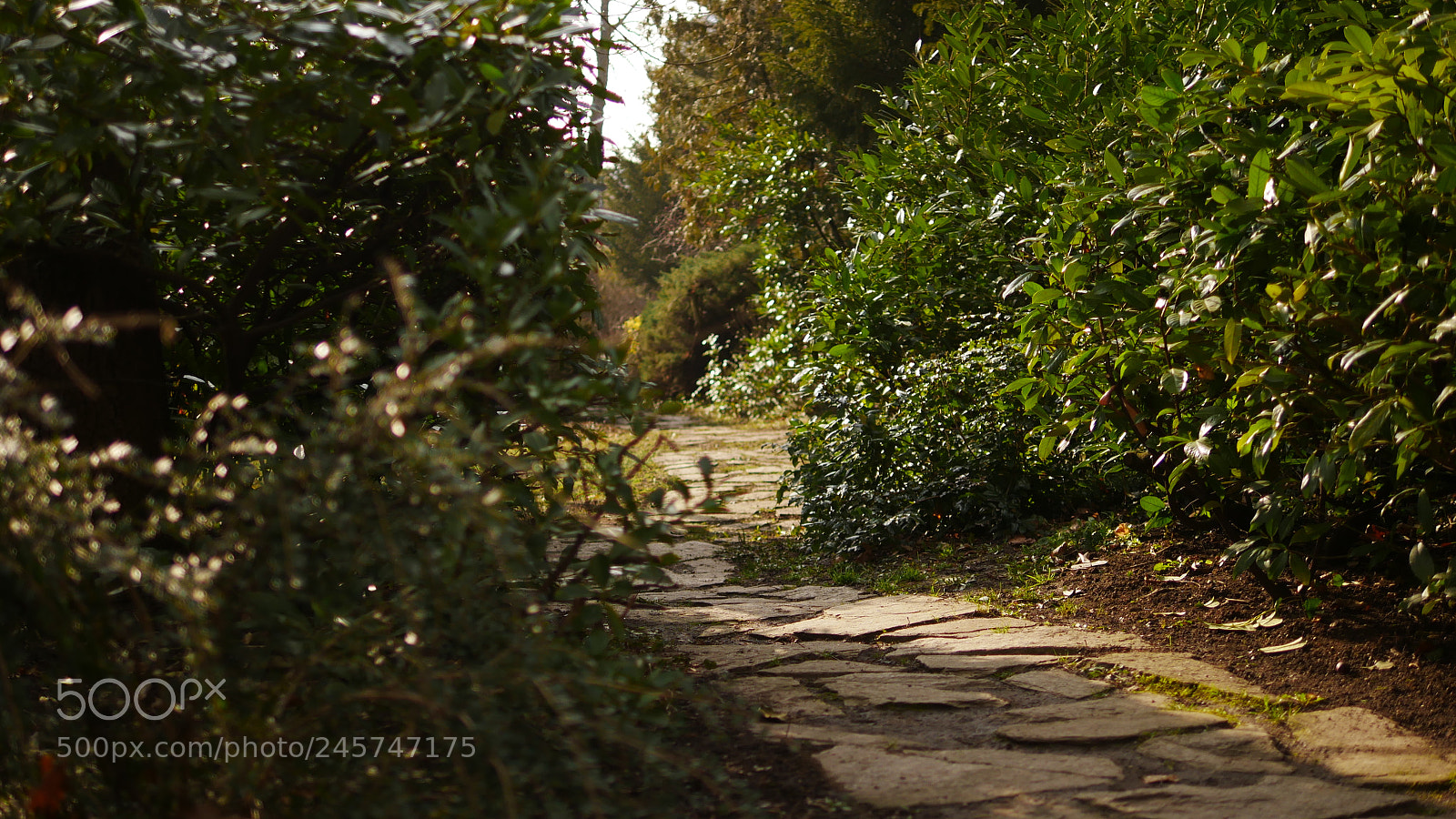 Panasonic Lumix DMC-GX85 (Lumix DMC-GX80 / Lumix DMC-GX7 Mark II) sample photo. A walk into the photography