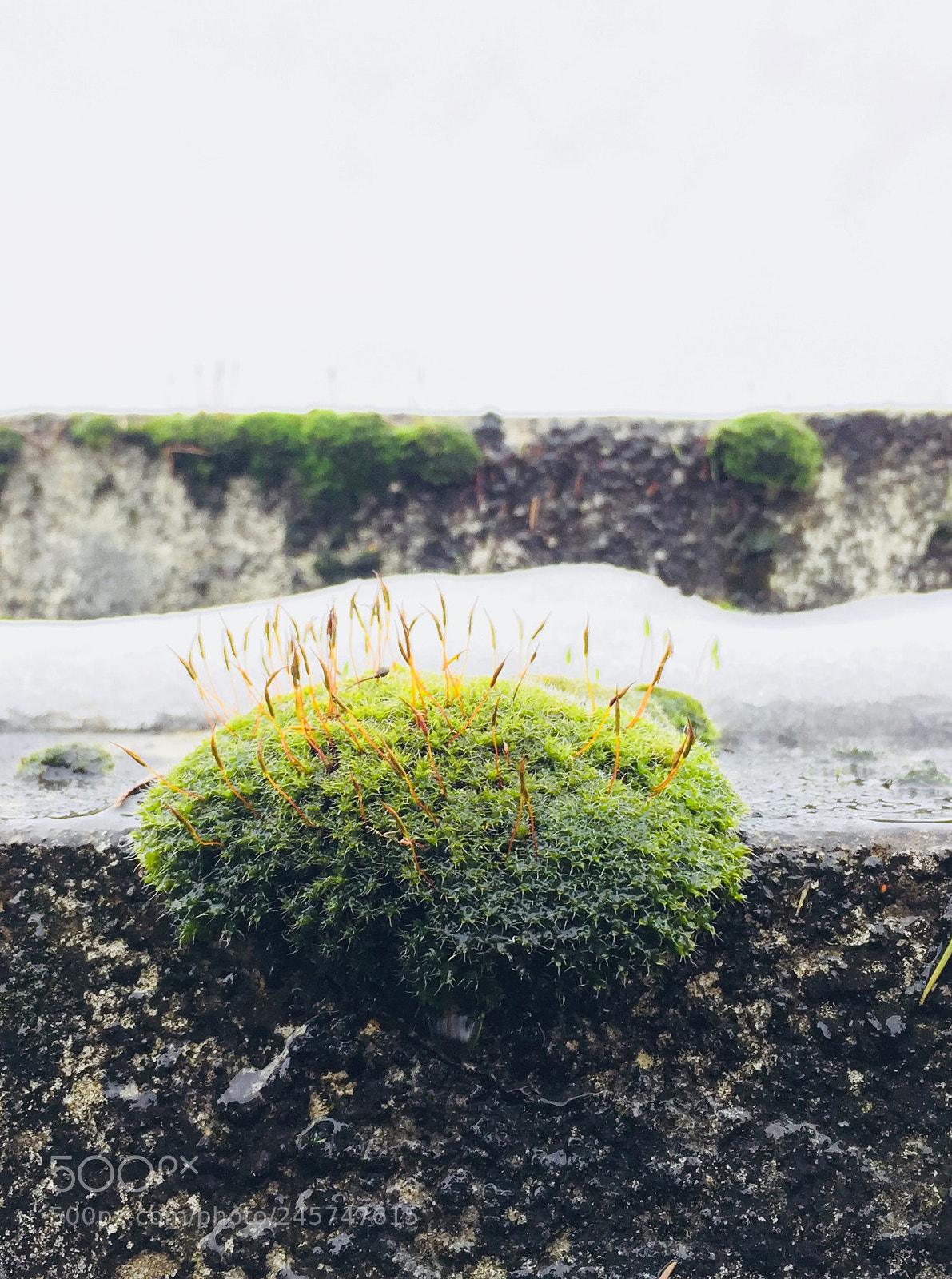 Apple iPhone 6 sample photo. Untitled photography