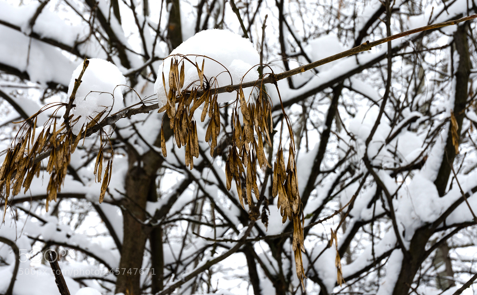 Nikon D5100 sample photo. 323 photography
