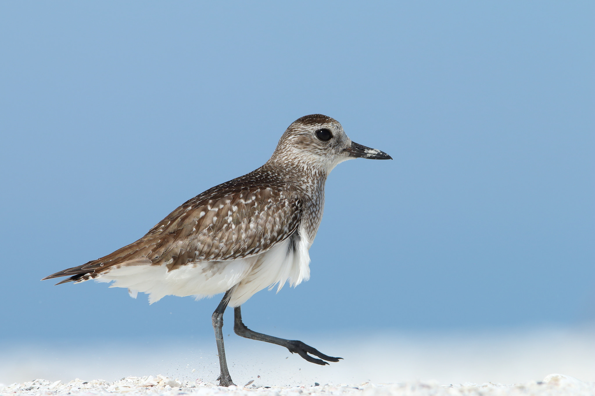 Canon EF 300mm F2.8L IS USM sample photo. Black-bellied plover - pluvialis squatarola photography