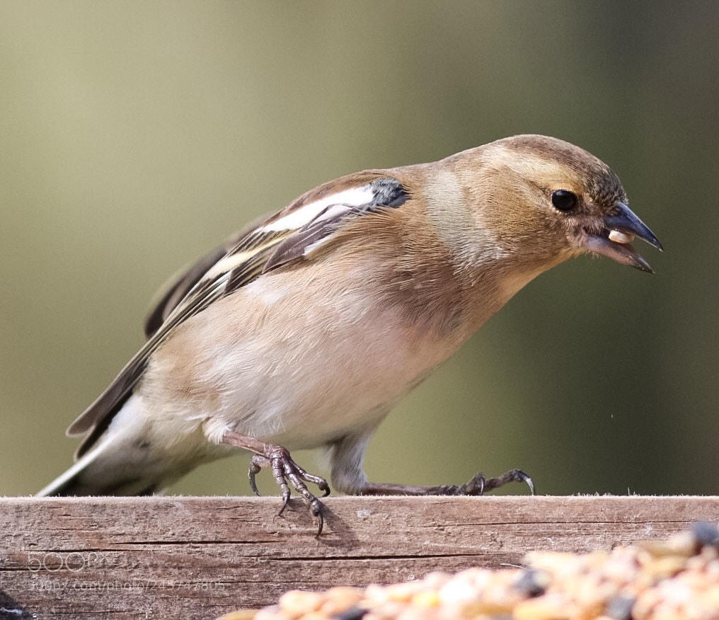 Canon EOS 750D (EOS Rebel T6i / EOS Kiss X8i) sample photo. Chaffinch photography