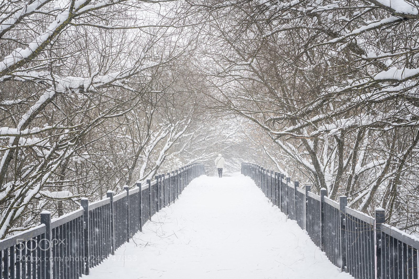 Sony a7 II sample photo. Through the winter photography