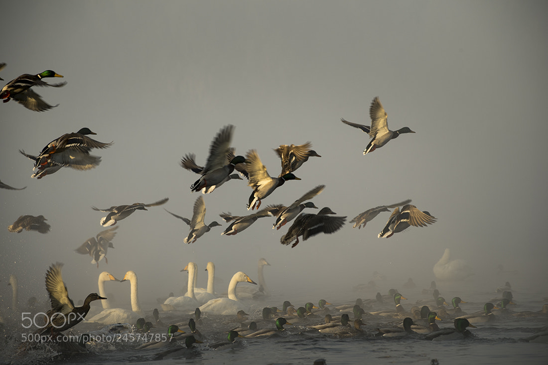 Nikon D5 sample photo. Swan lake photography