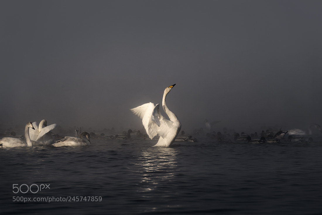 Nikon D5 sample photo. Swan lake photography