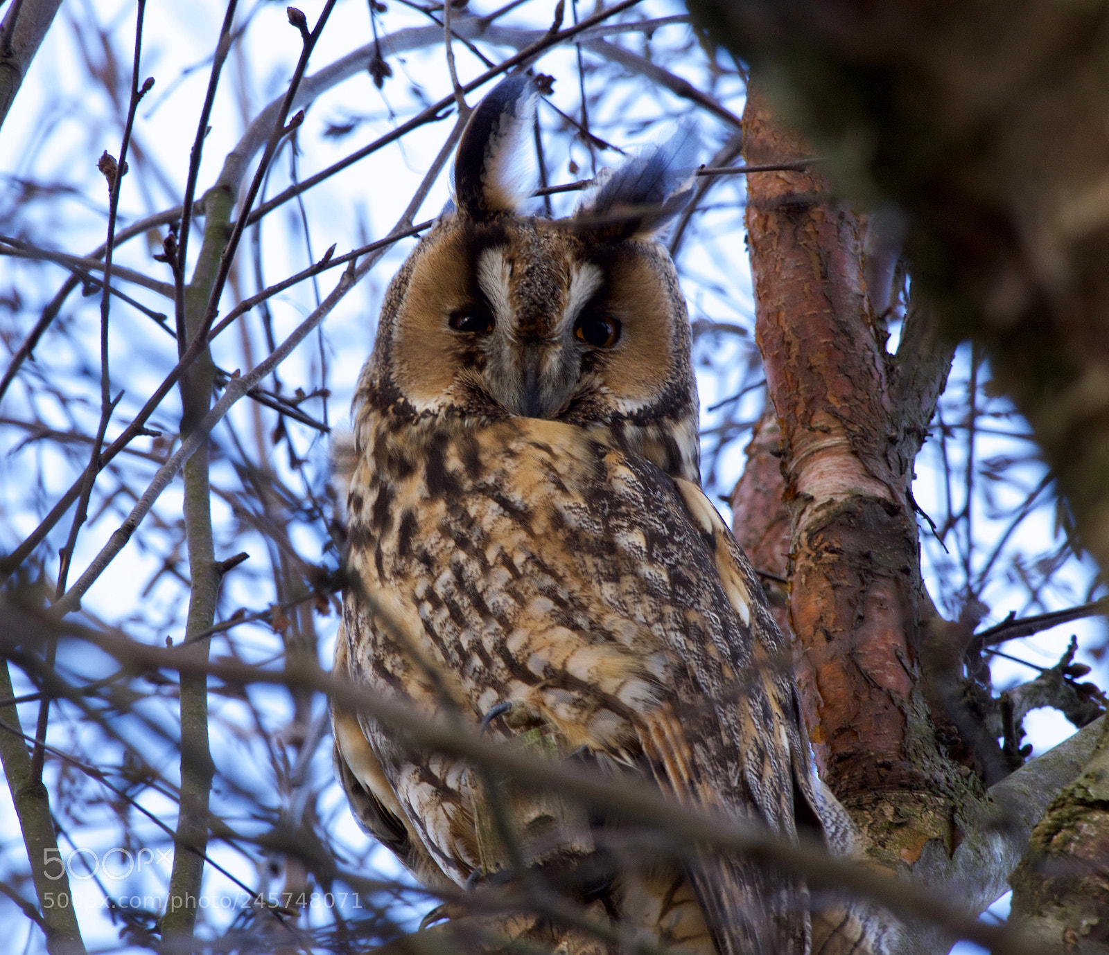 Olympus OM-D E-M10 II sample photo. Long-eared owl. photography