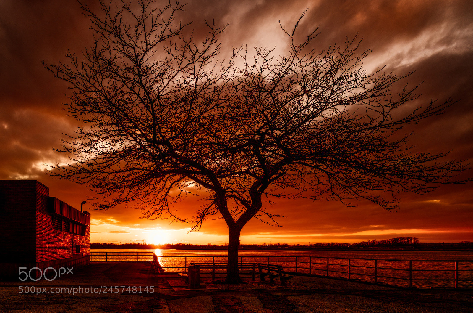 Nikon D850 sample photo. Treelicious photography