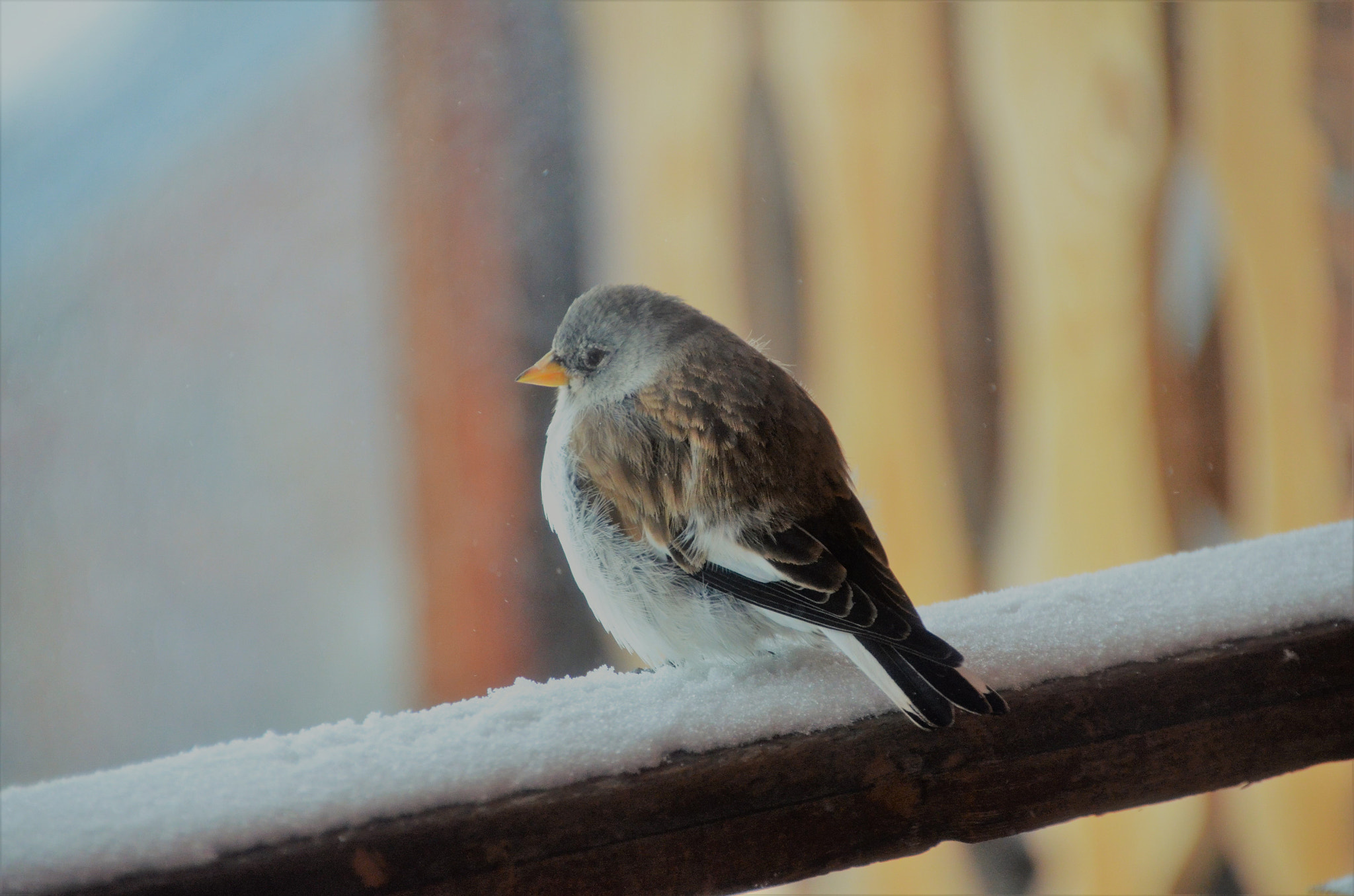 Nikon D7000 + Tamron 18-270mm F3.5-6.3 Di II VC PZD sample photo. Brr... it's cold outside photography