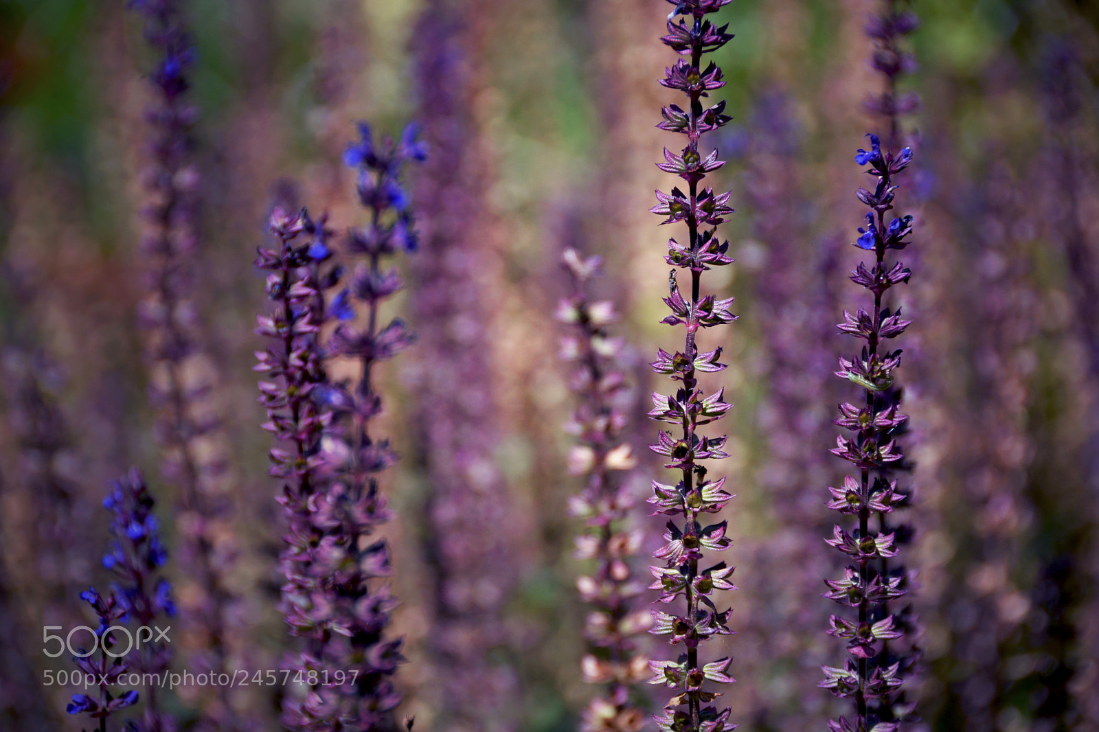 Nikon D5200 sample photo. Layers of purple photography