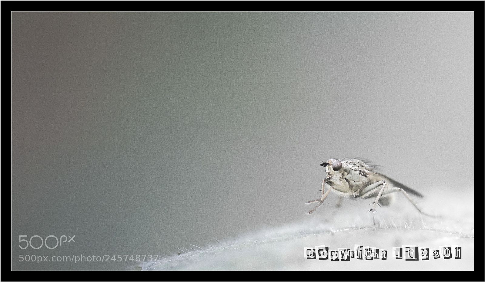 Nikon D610 sample photo. Macro photography