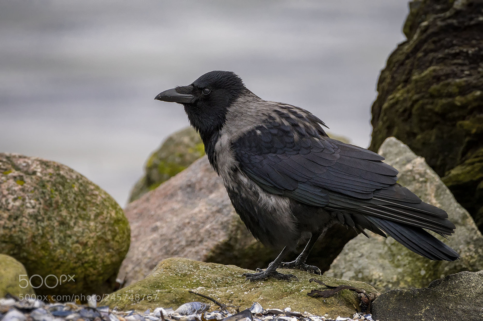 Sony ILCA-77M2 sample photo. Hooded crow photography