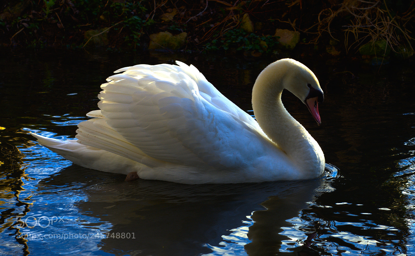 Nikon D7200 sample photo. Swan photography
