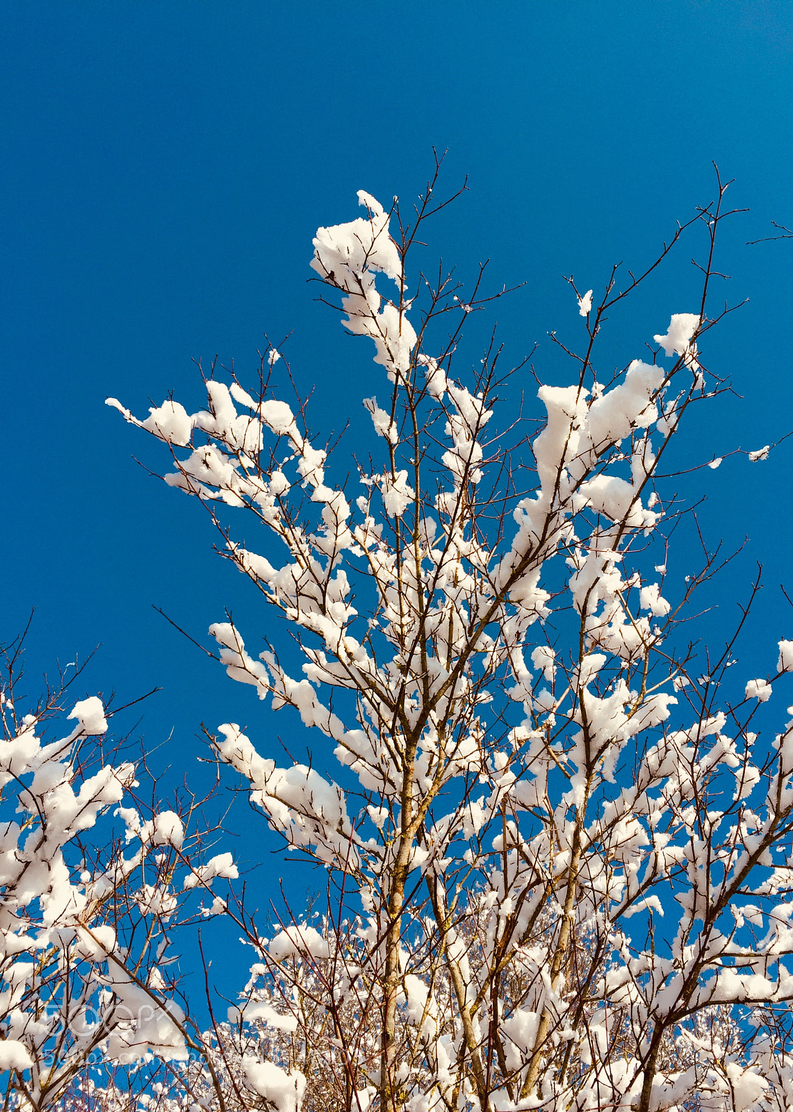 Apple iPhone 6 sample photo. Snow photography