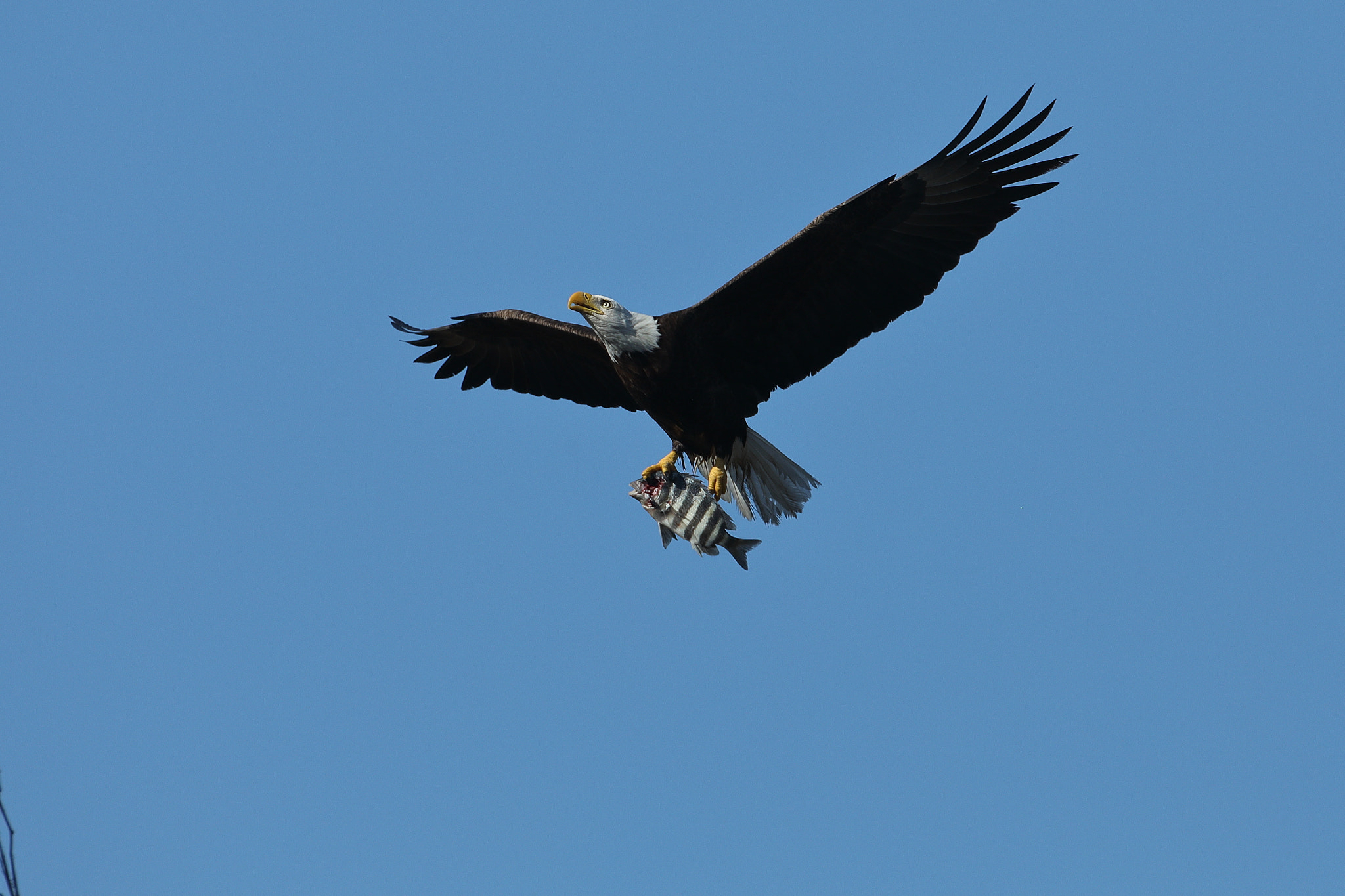 Canon EF 500mm F4L IS USM sample photo. Bald eagle - haliaeetus leucocephalus photography