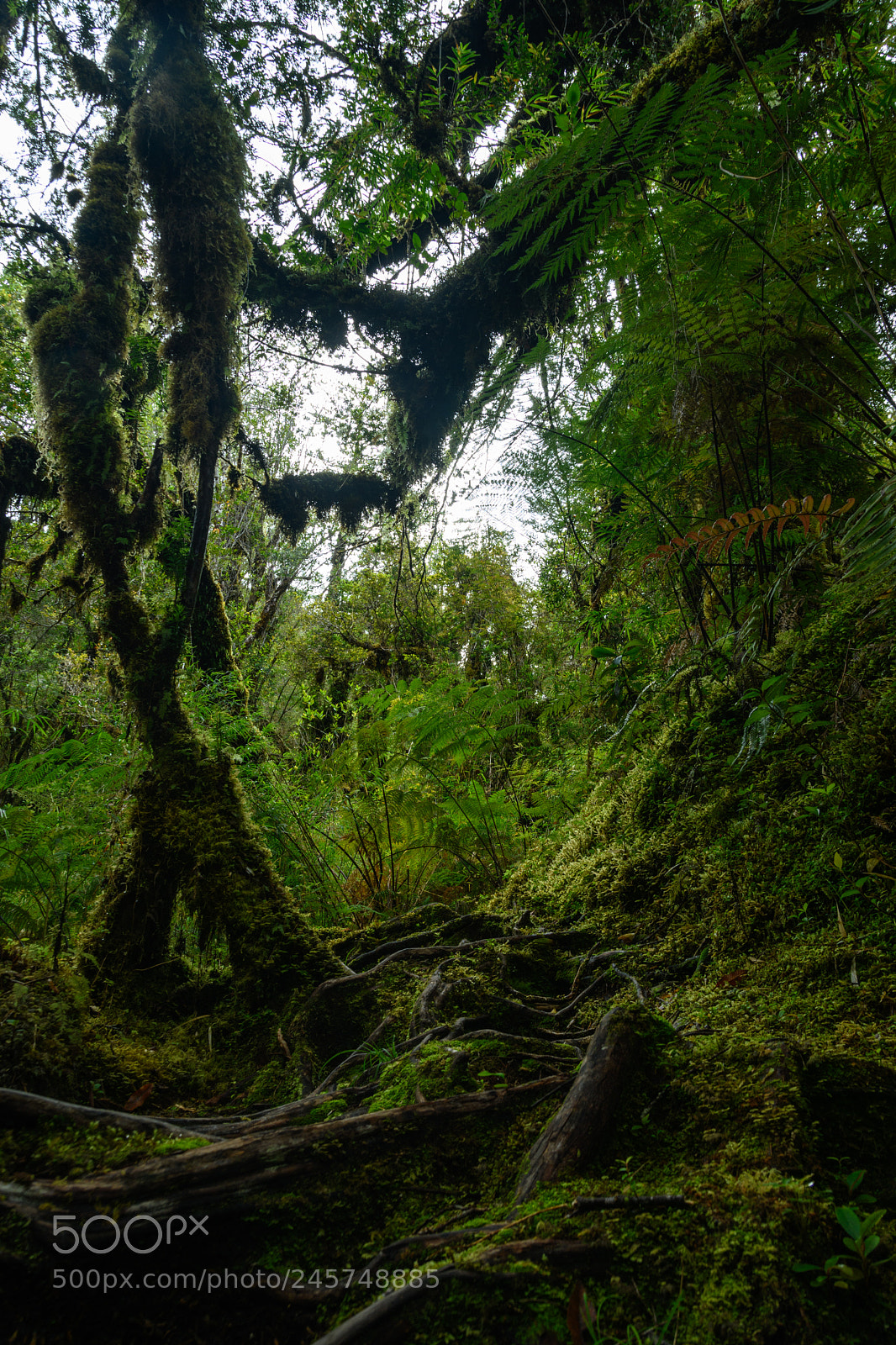 Nikon D7500 sample photo. Sendero cascadas escondidas photography