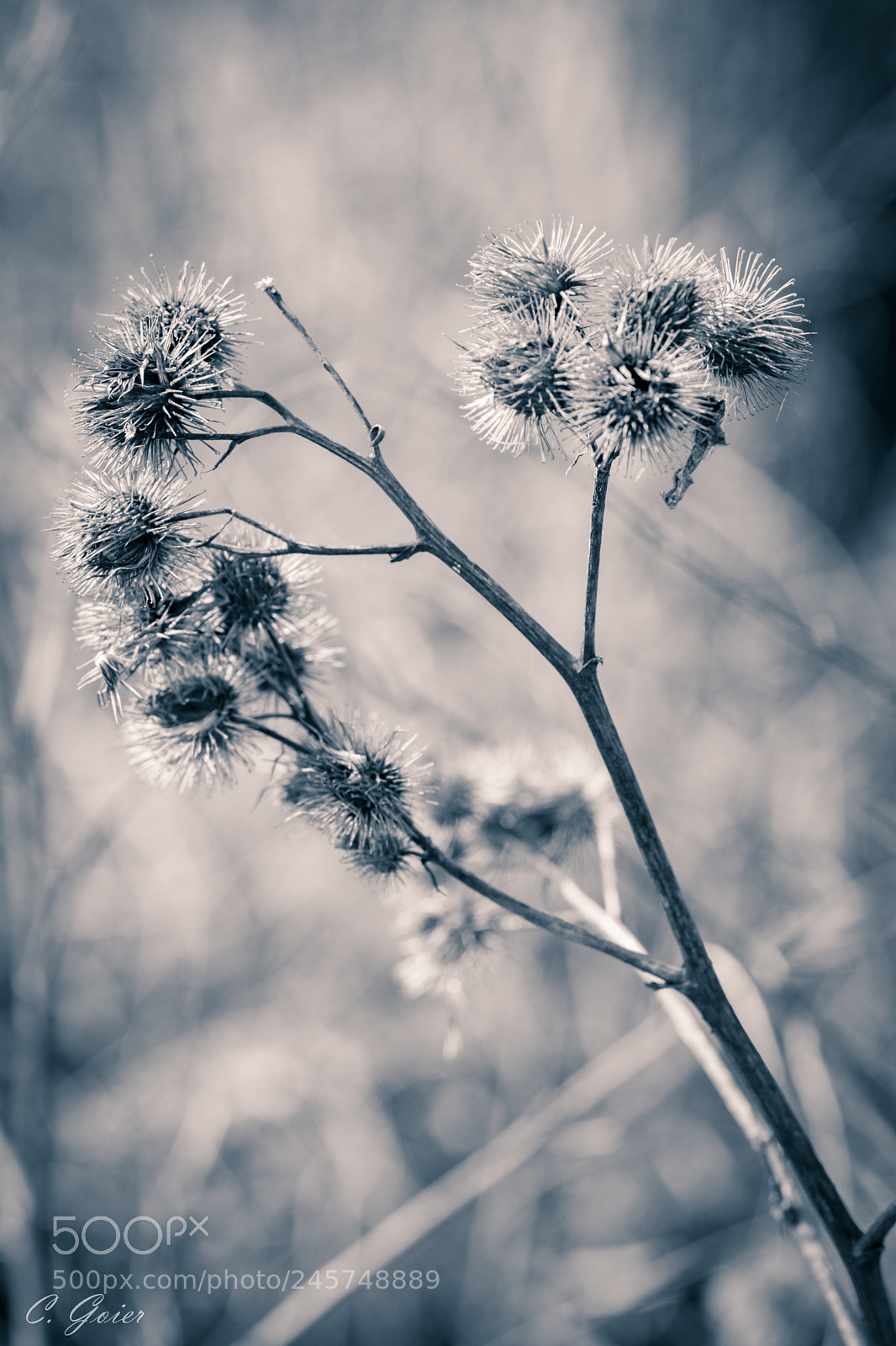 Canon EOS 77D (EOS 9000D / EOS 770D) sample photo. Arctium photography