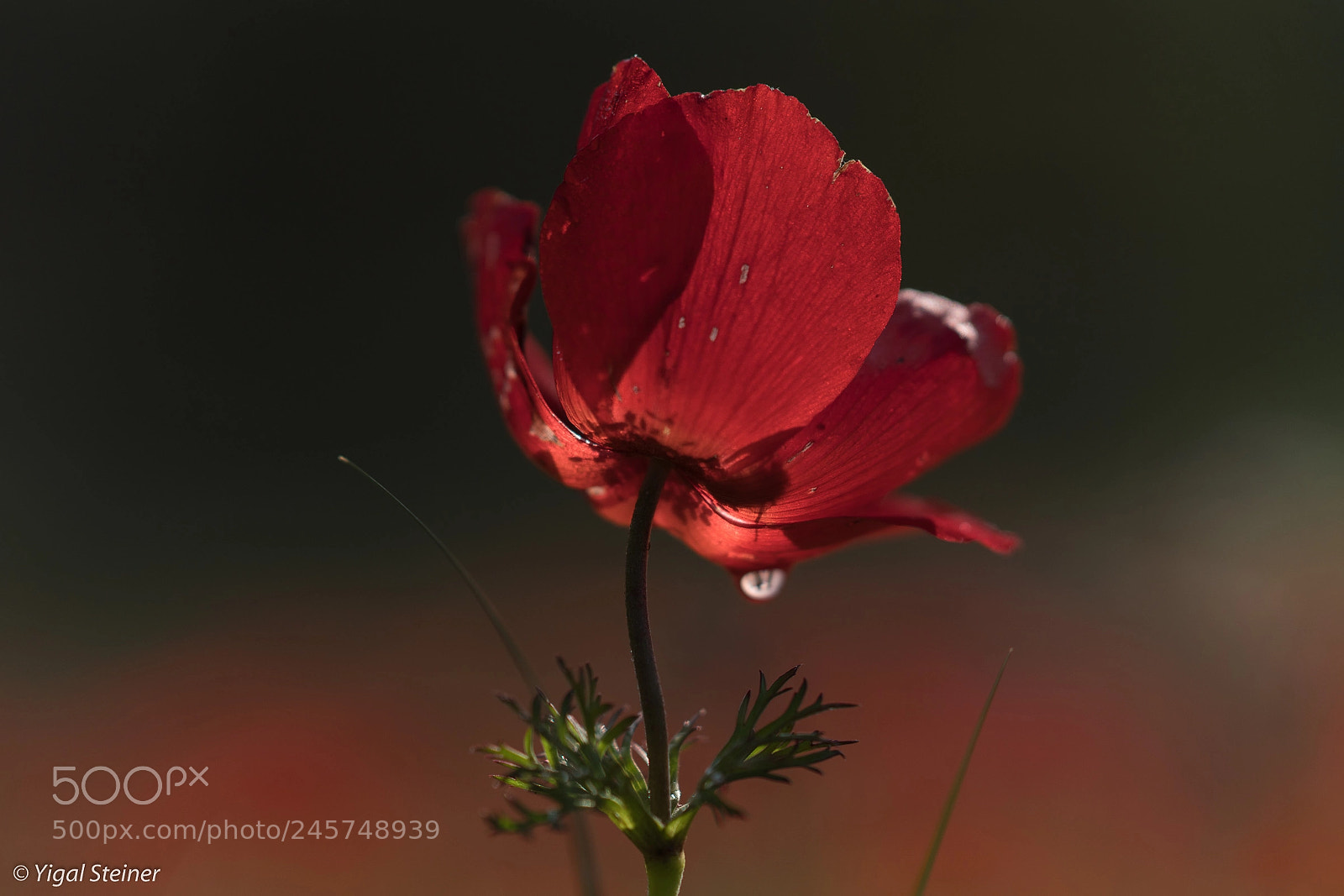 Sony a99 II sample photo. Anemone closeup photography