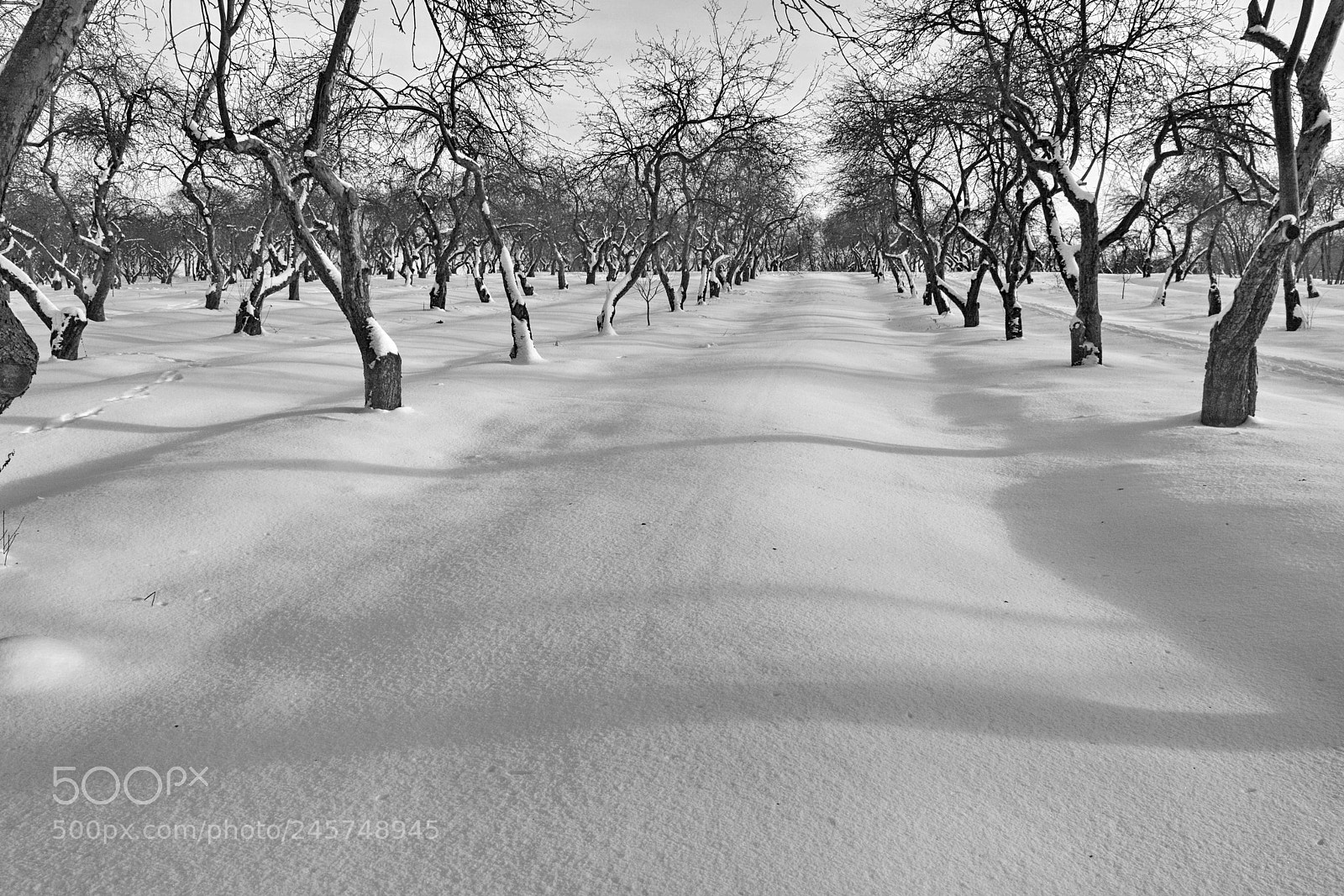 Nikon D5200 sample photo. The imperial garden in photography