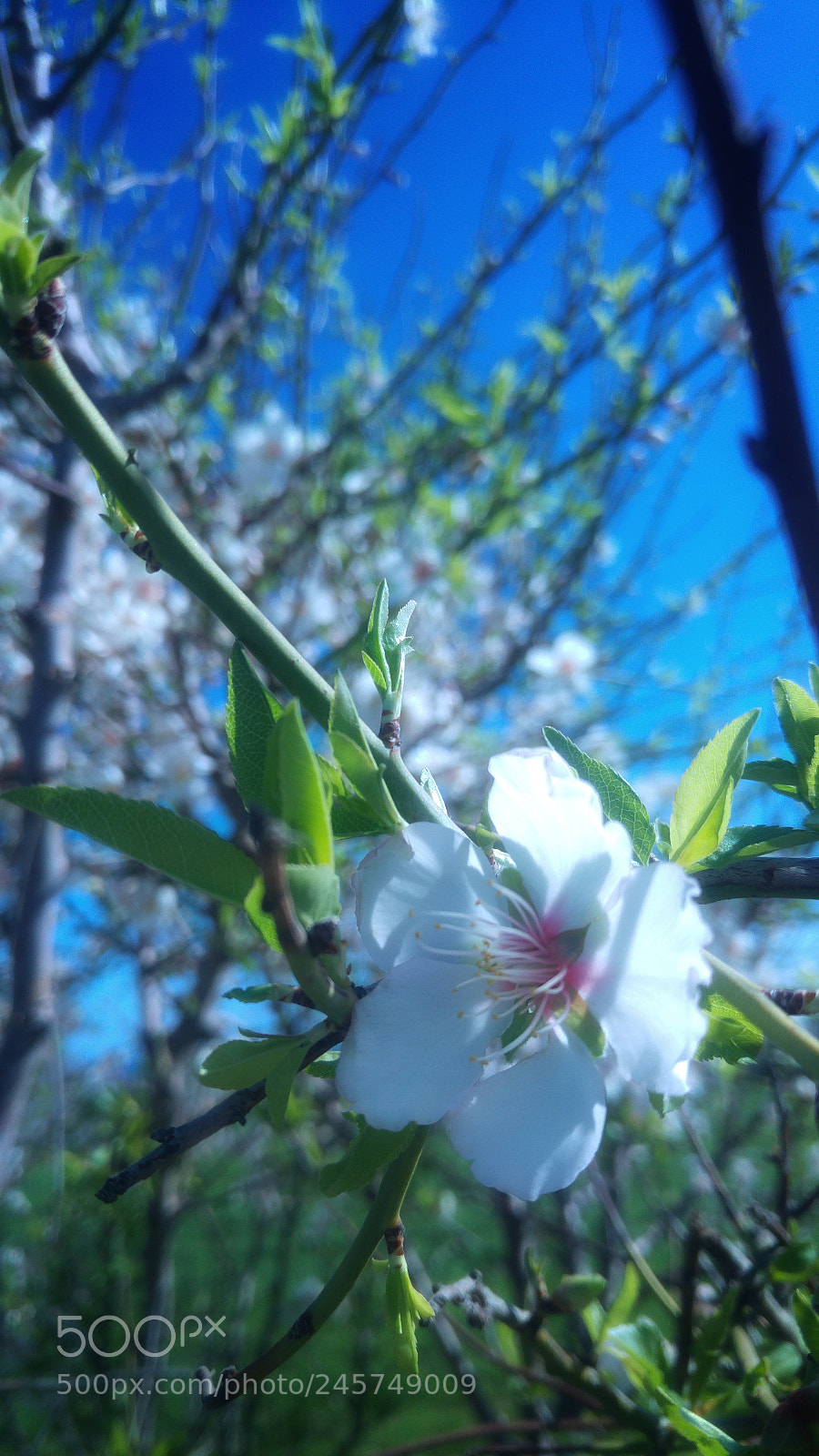 LG G4 sample photo. Untitled photography