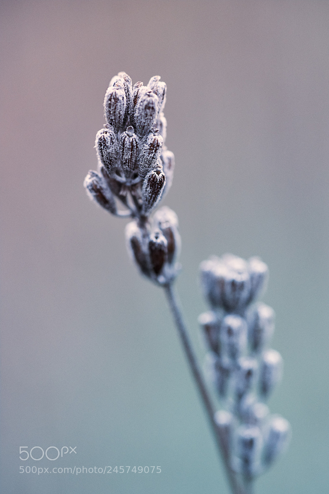 Sony a7 II sample photo. Flower photography