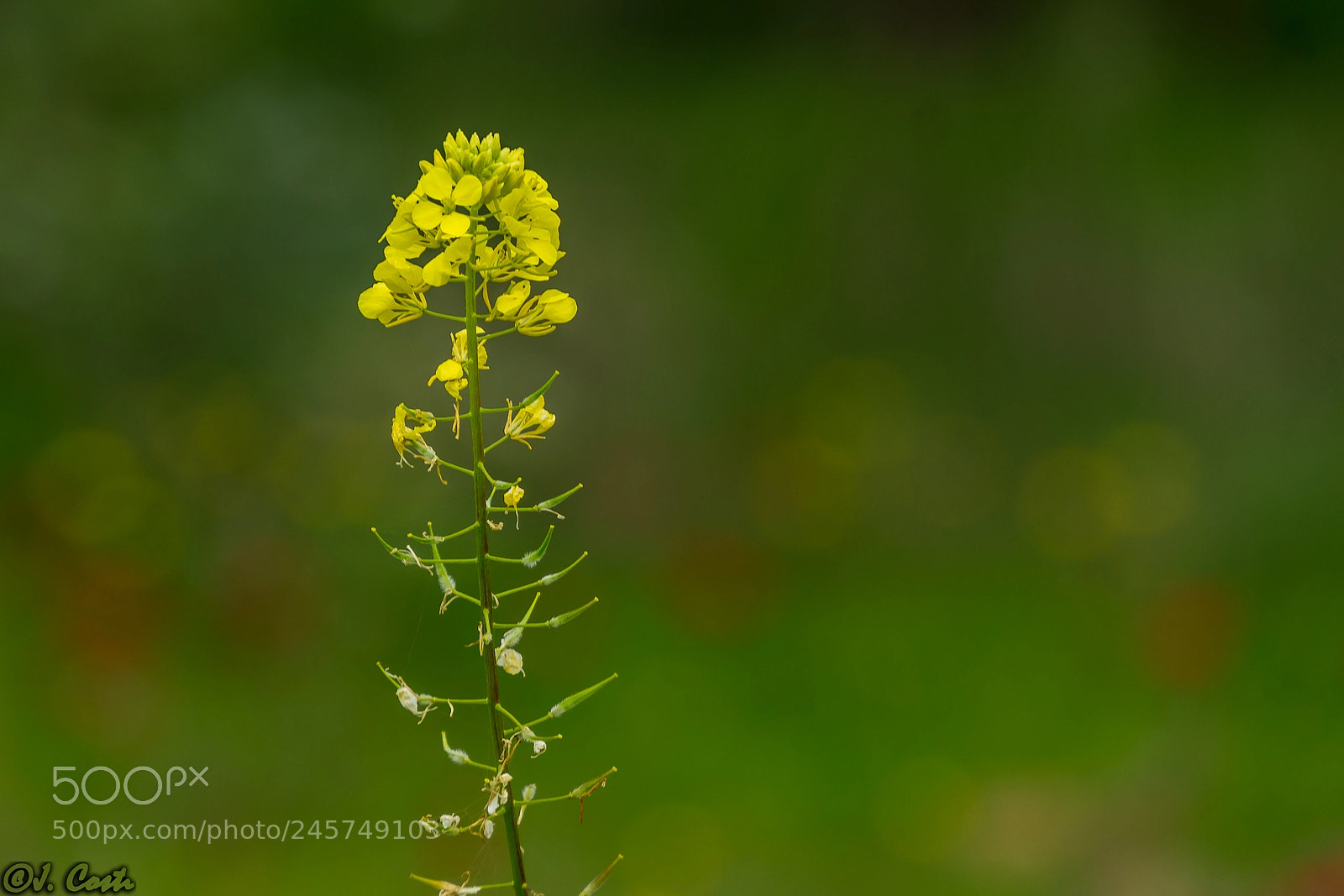 Sony a6000 sample photo. Yellow flower photography