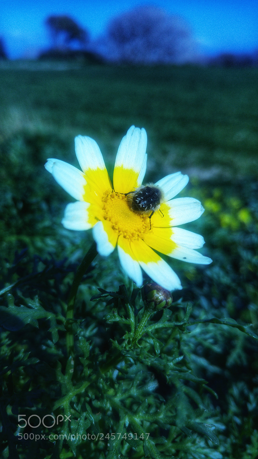 LG G4 sample photo. Untitled photography