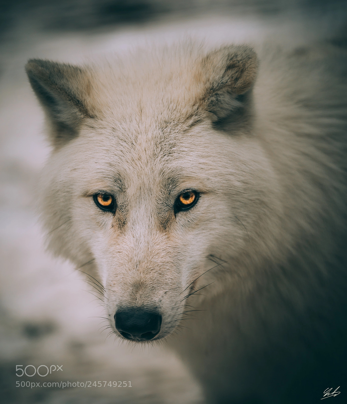 Nikon D610 sample photo. Arctic wolf photography